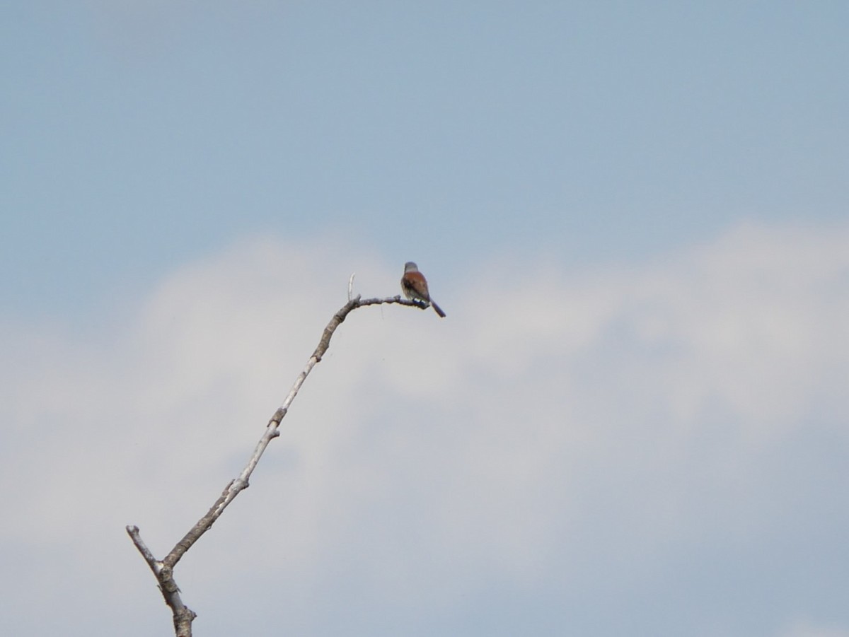 Red-backed Shrike - ML620509433