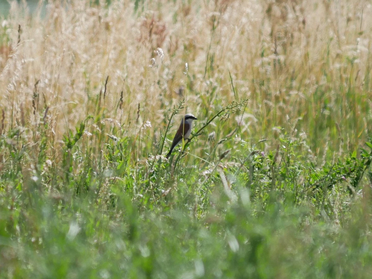 Red-backed Shrike - ML620509435