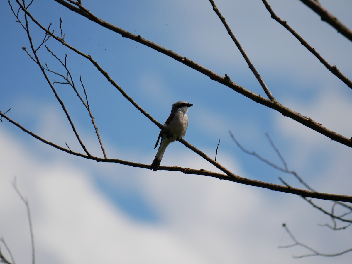 Red-backed Shrike - ML620509438