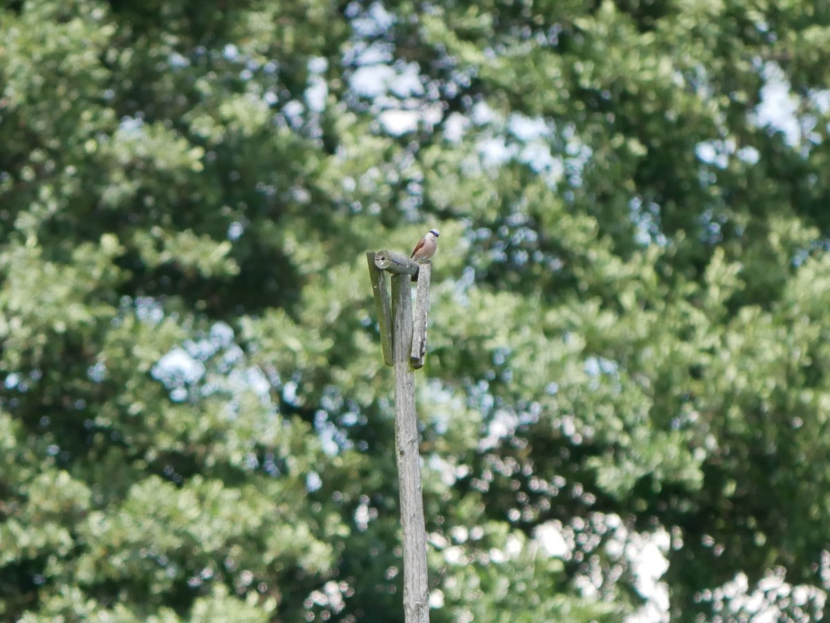 Red-backed Shrike - ML620509439