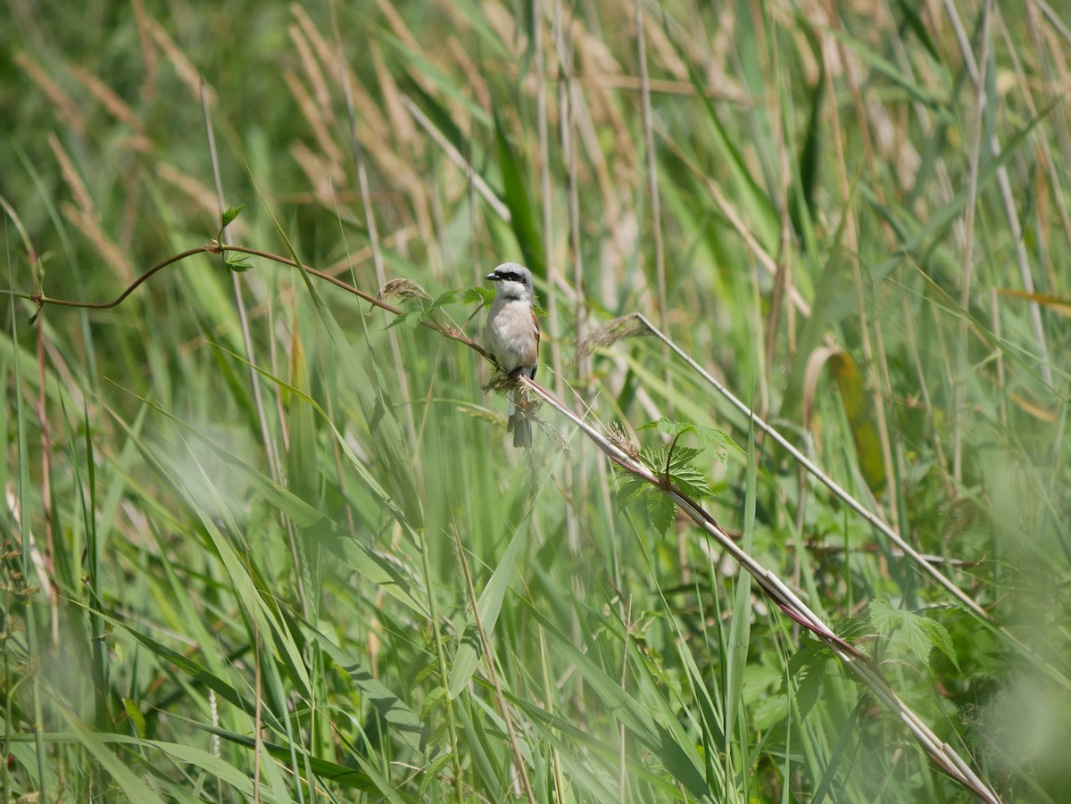 Red-backed Shrike - ML620509440