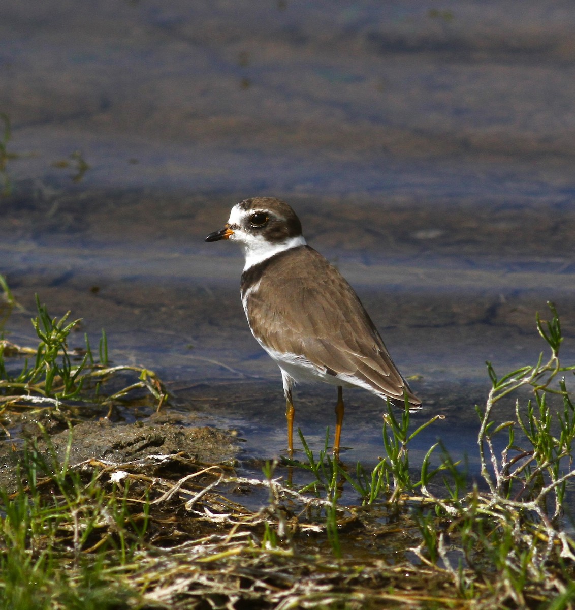 Semipalmated Plover - ML620509441