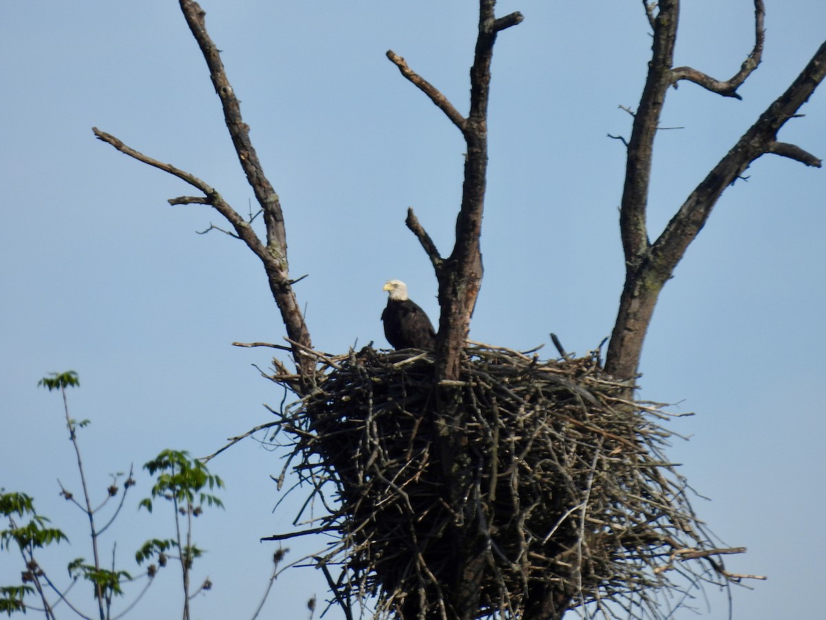 Weißkopf-Seeadler - ML620509443