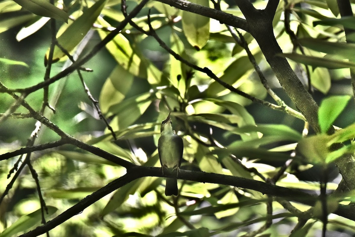 Swainson's Warbler - ML620509444