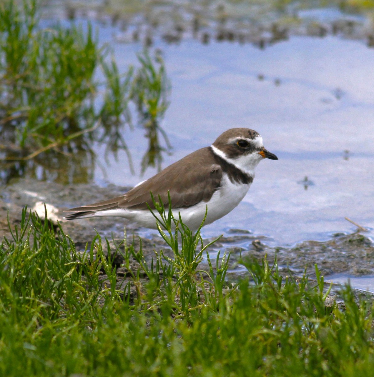 Semipalmated Plover - ML620509445