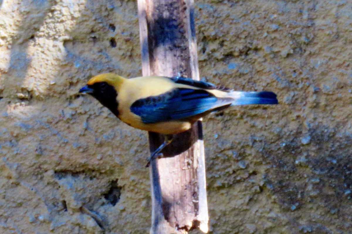 Burnished-buff Tanager - ML620509447