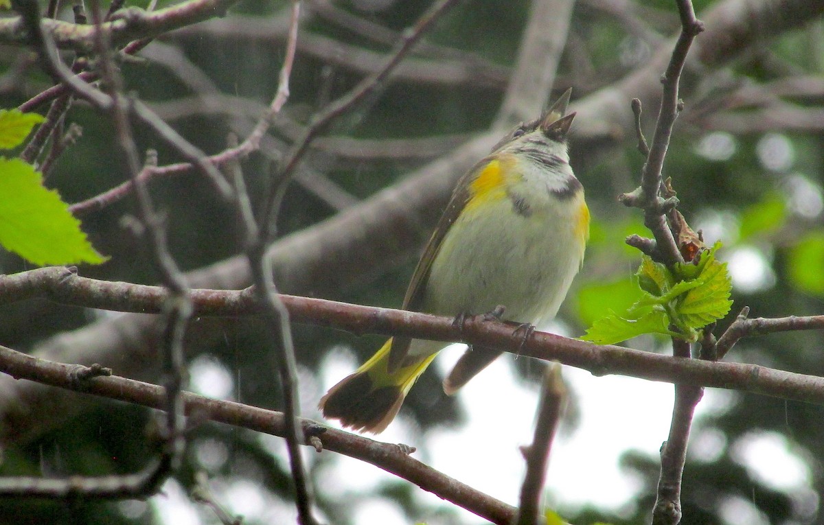 American Redstart - ML620509449