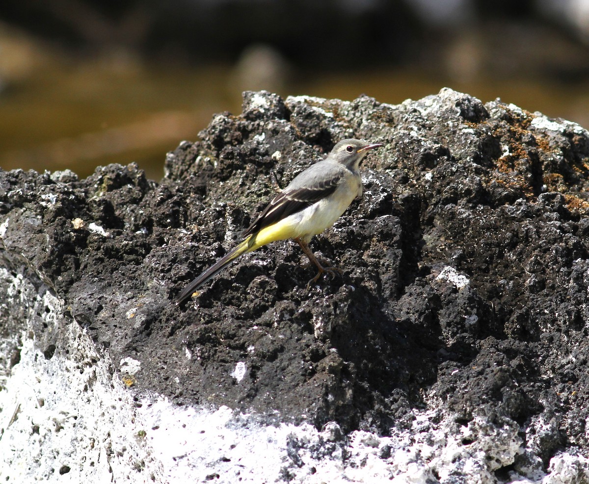 Gray Wagtail - ML620509450