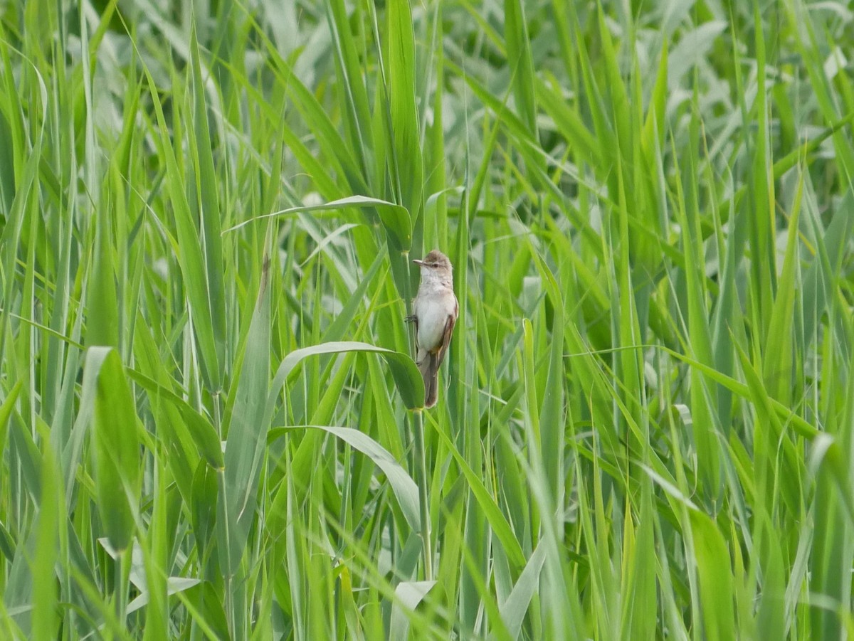 Great Reed Warbler - ML620509455