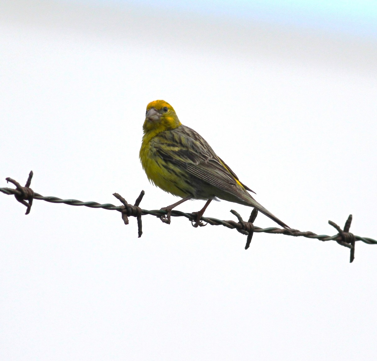 Island Canary - ML620509458