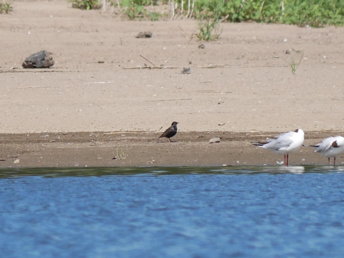 European Starling - ML620509468