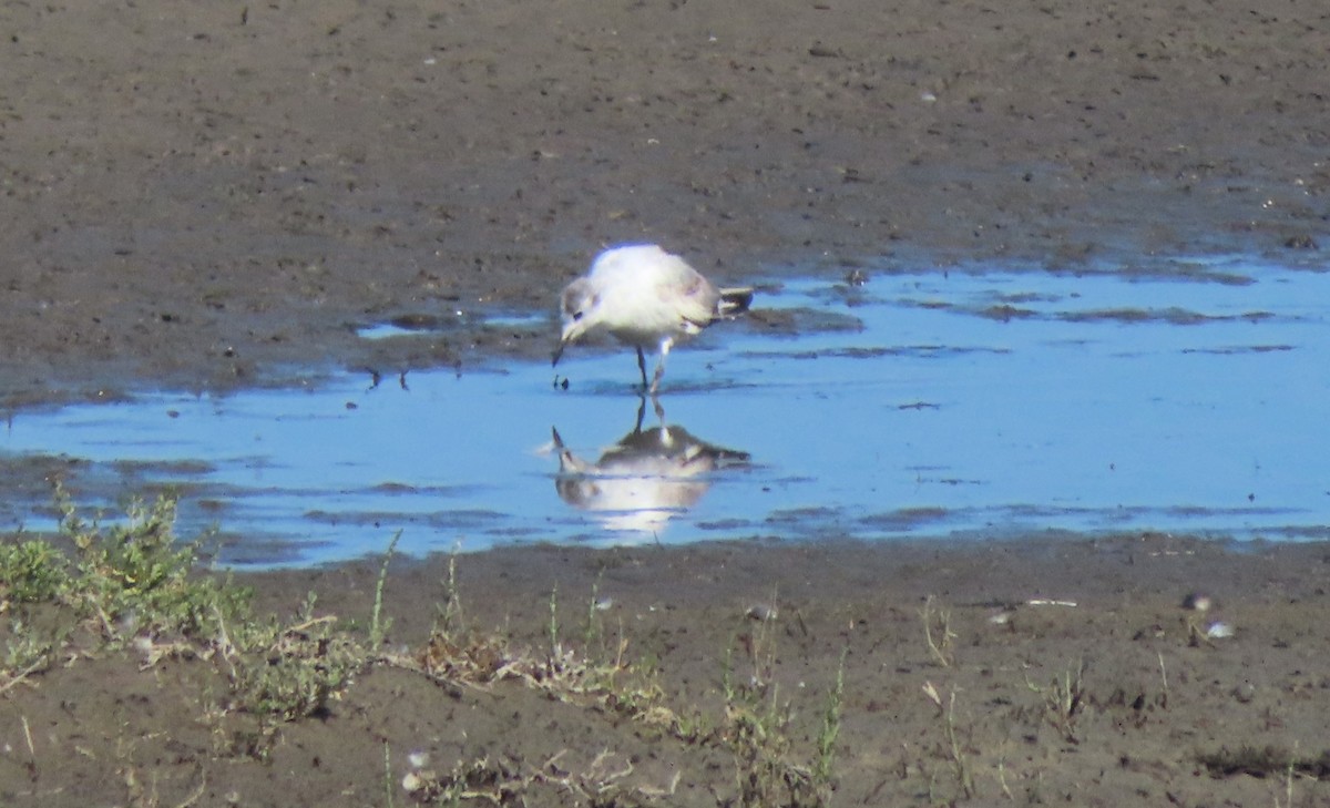 Bonaparte's Gull - ML620509473