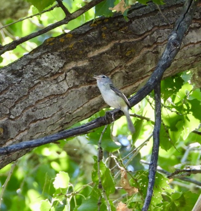 Braunaugenvireo - ML620509488