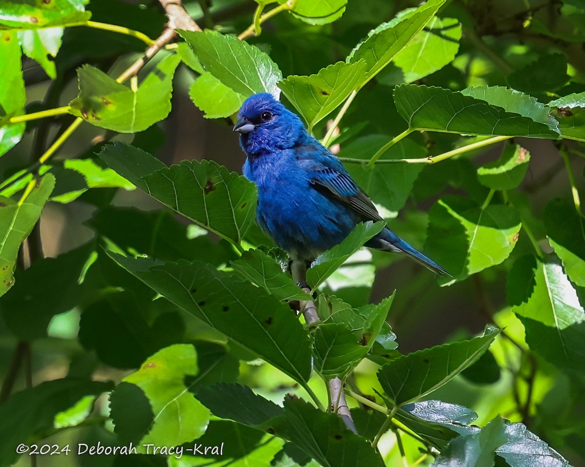 Indigo Bunting - ML620509489