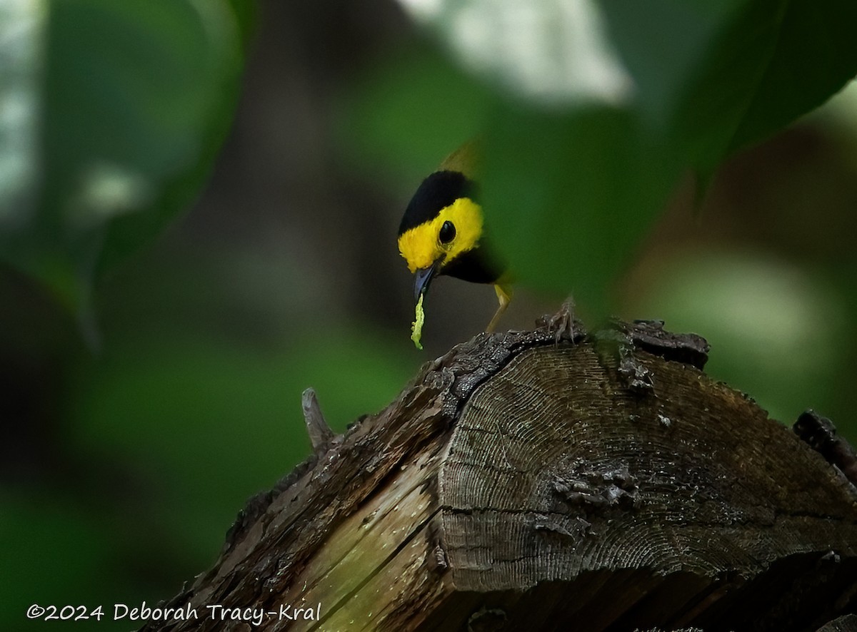 Hooded Warbler - ML620509500