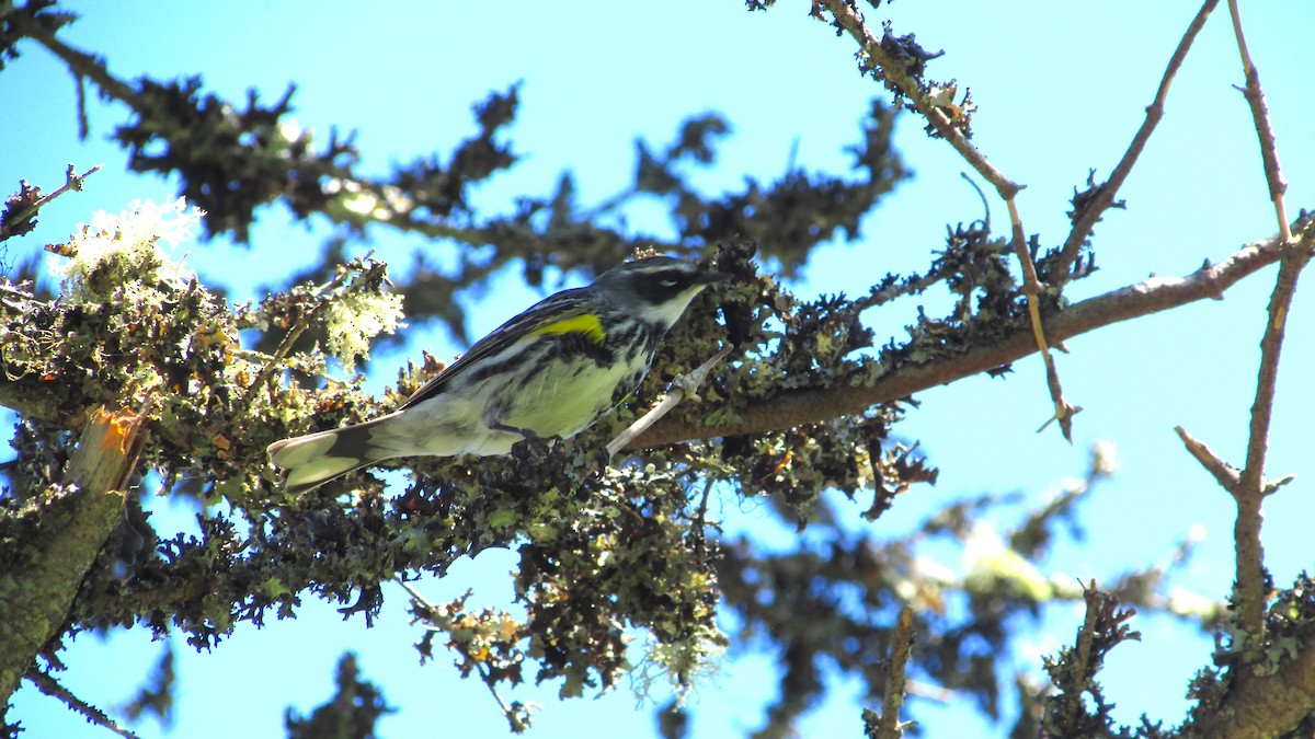 Yellow-rumped Warbler - ML620509503