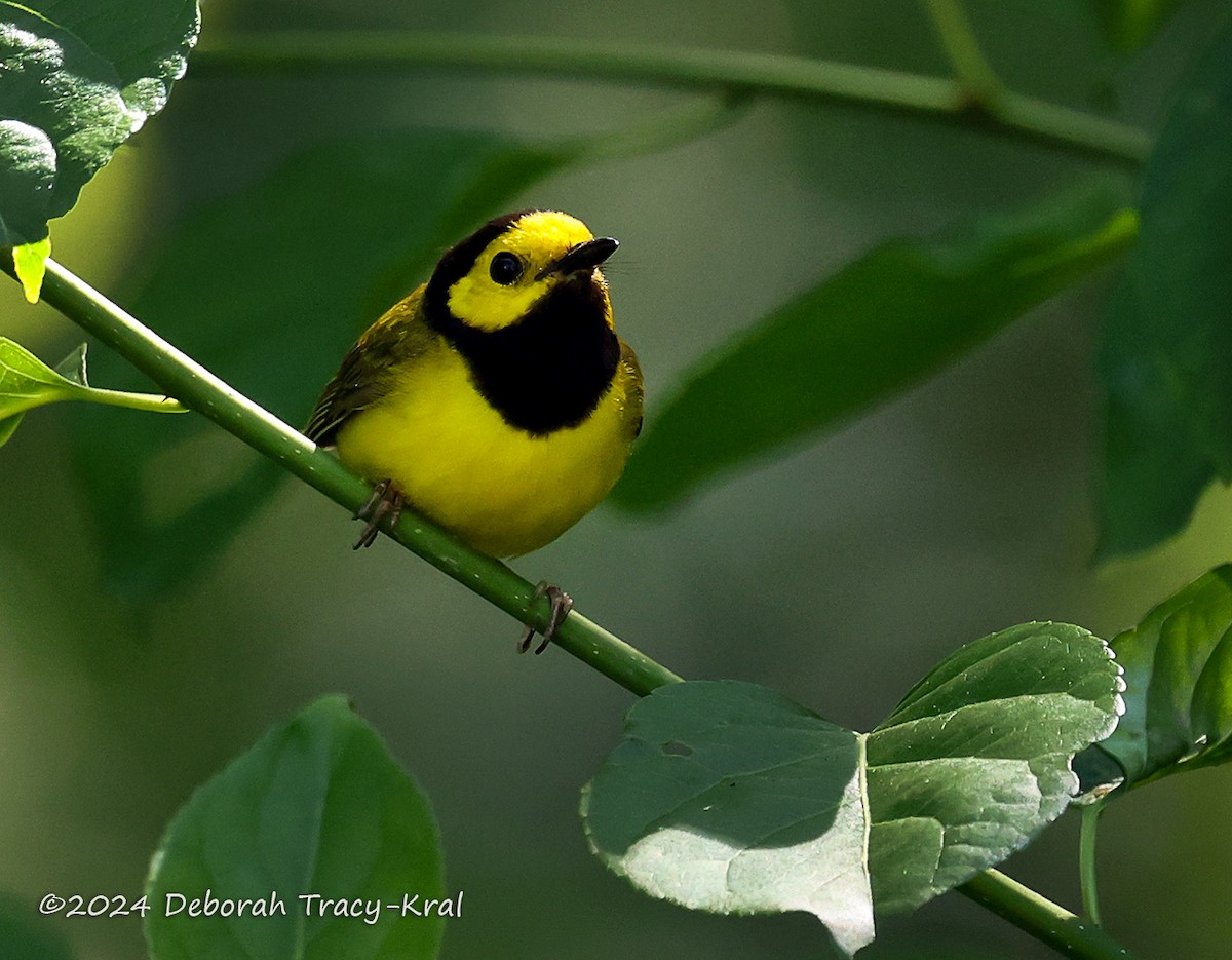 Hooded Warbler - Deborah Kral