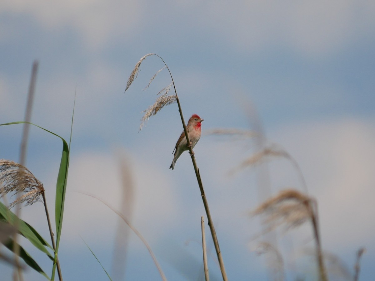 Common Rosefinch - ML620509508