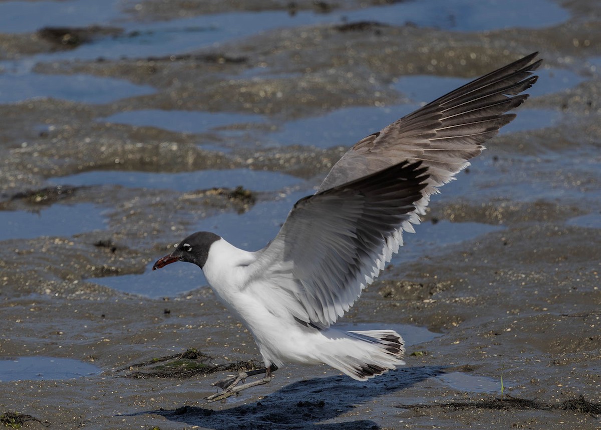 Laughing Gull - ML620509512