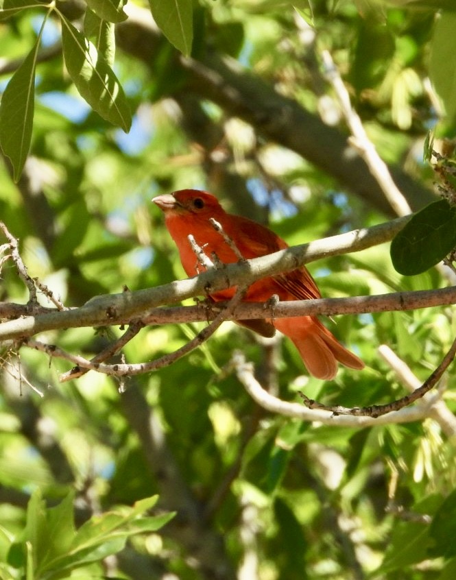 Piranga Roja - ML620509516