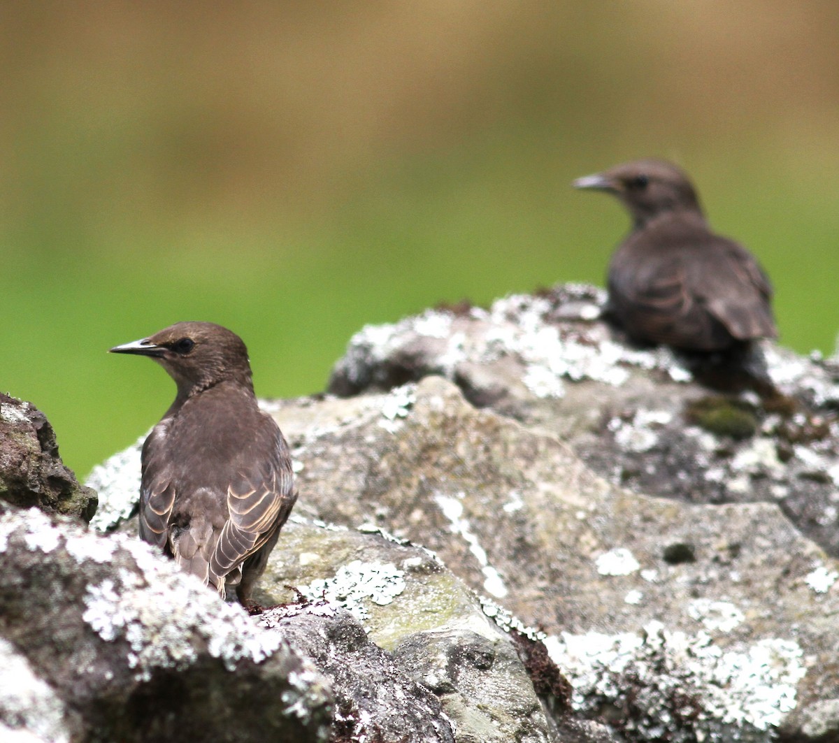 European Starling - ML620509520