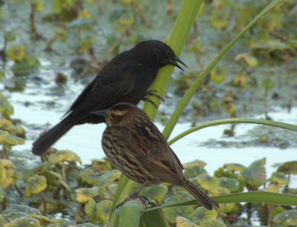 Chestnut-capped Blackbird - ML620509521