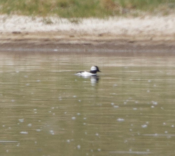 Bufflehead - Benjamin Zerante