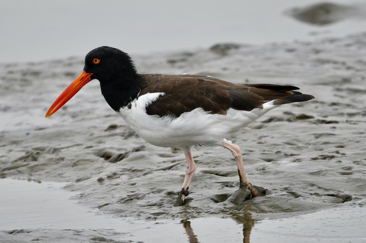 American Oystercatcher - ML620509553