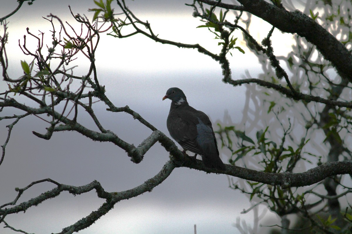 Common Wood-Pigeon - ML620509555