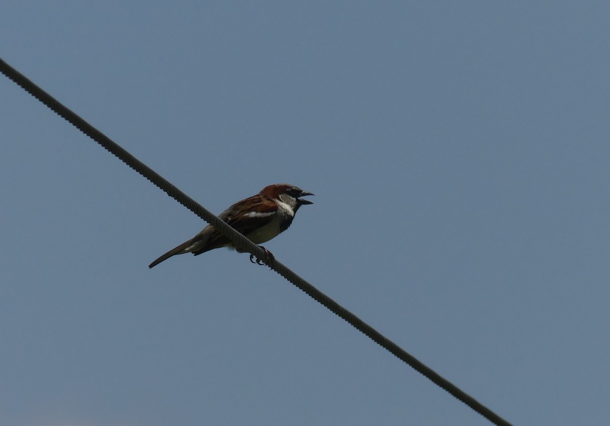 House Sparrow - ML620509556