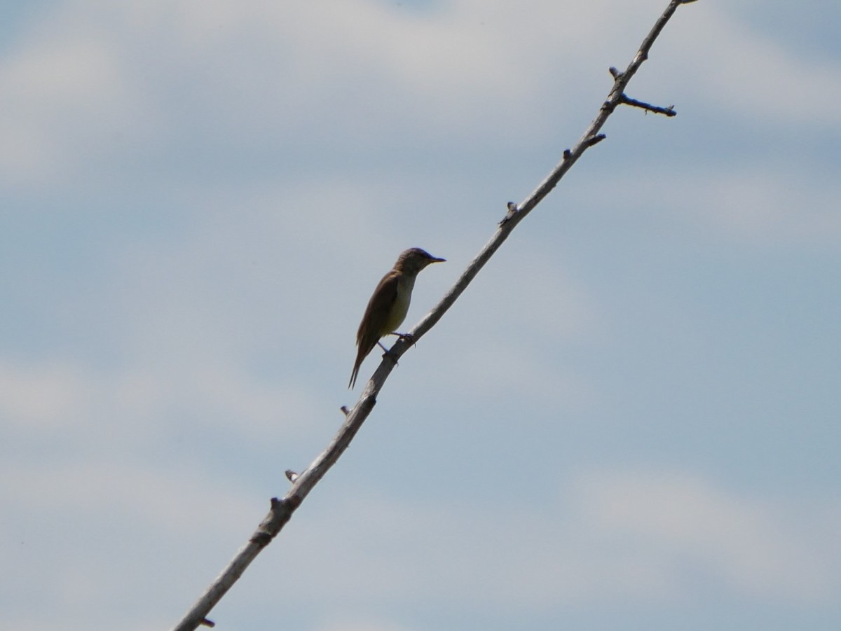 Great Reed Warbler - ML620509558