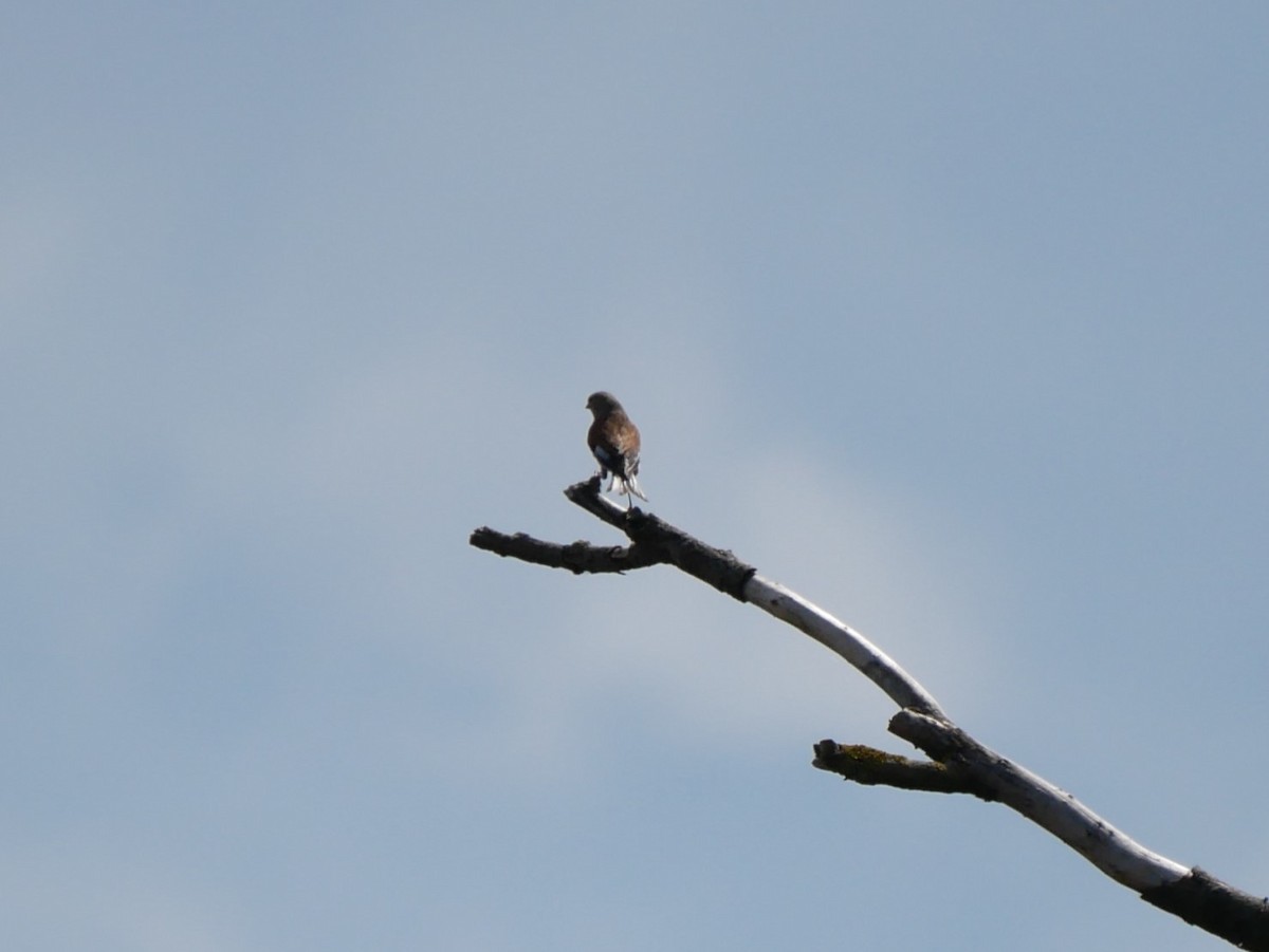 Eurasian Linnet - ML620509563