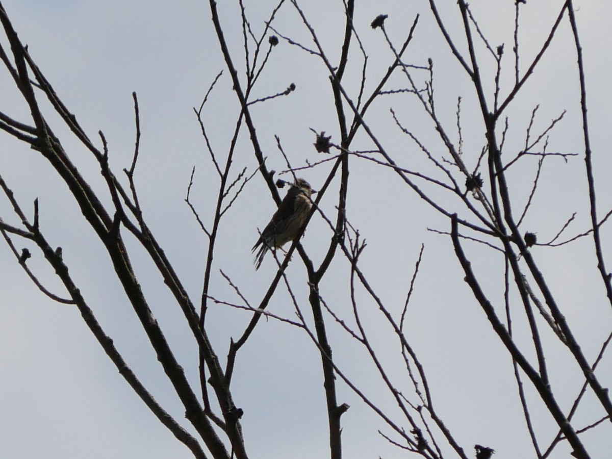 Eurasian Linnet - ML620509565