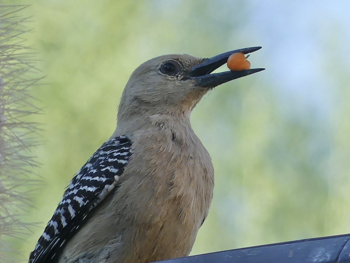 Gila Woodpecker - ML620509566