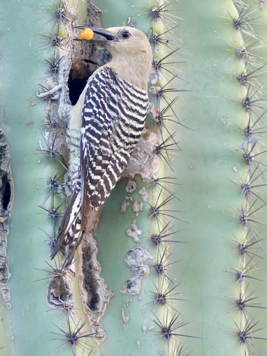 Gila Woodpecker - ML620509567