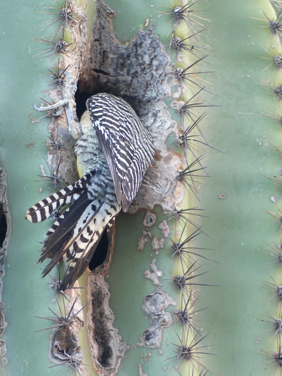 Gila Woodpecker - ML620509568