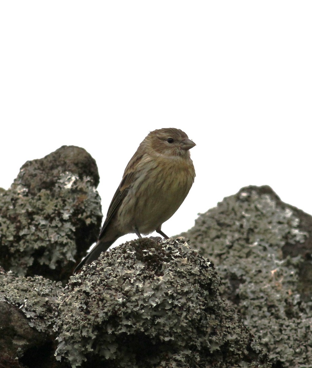 Serin des Canaries - ML620509569