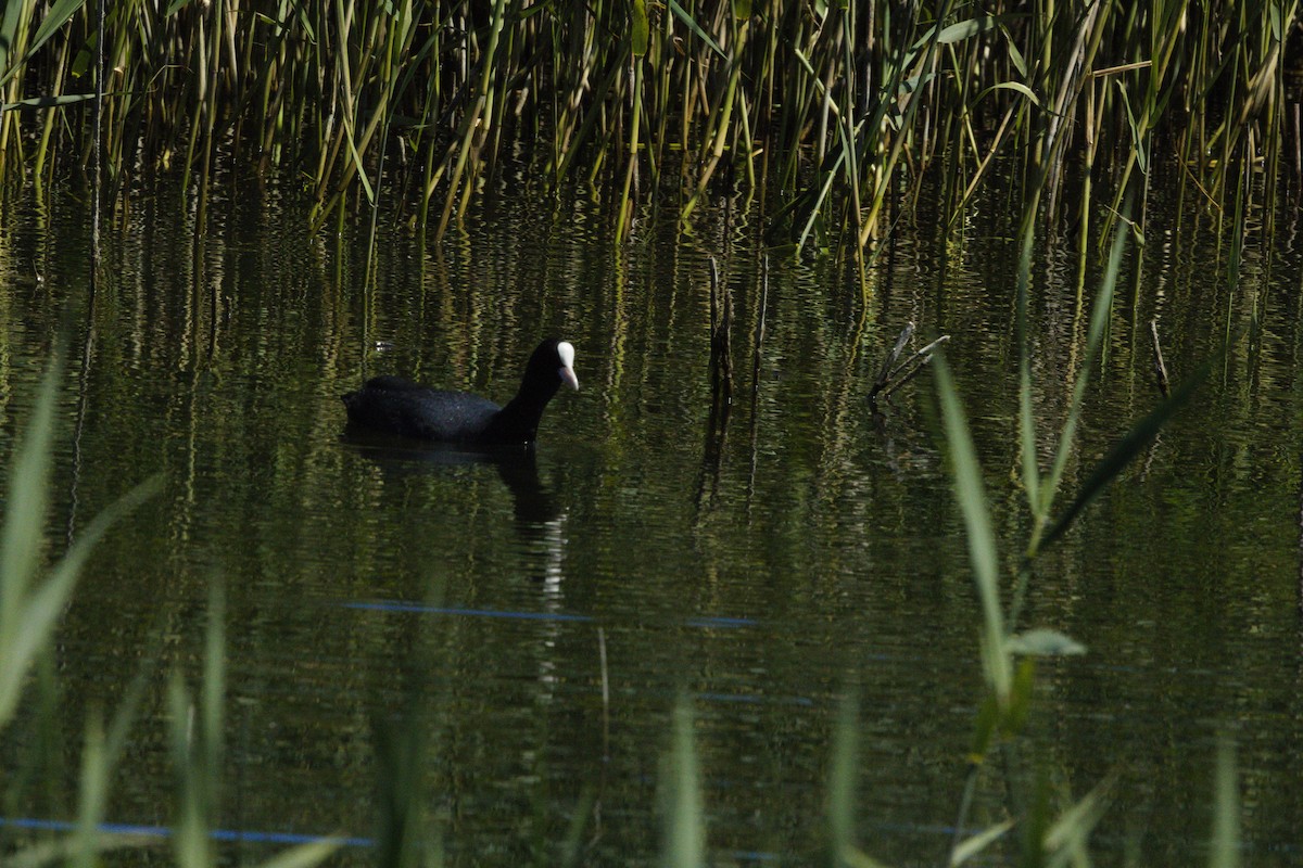 Eurasian Coot - ML620509571