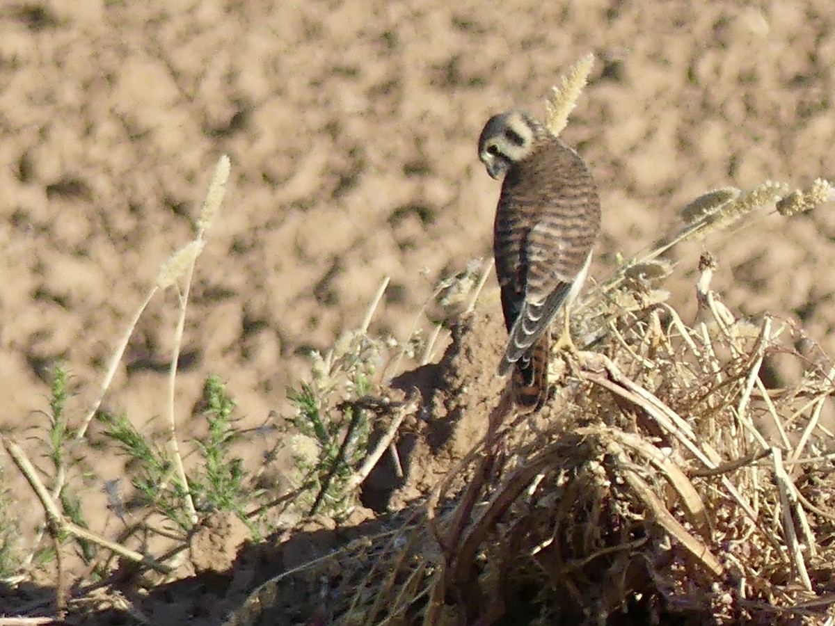 American Kestrel - ML620509579