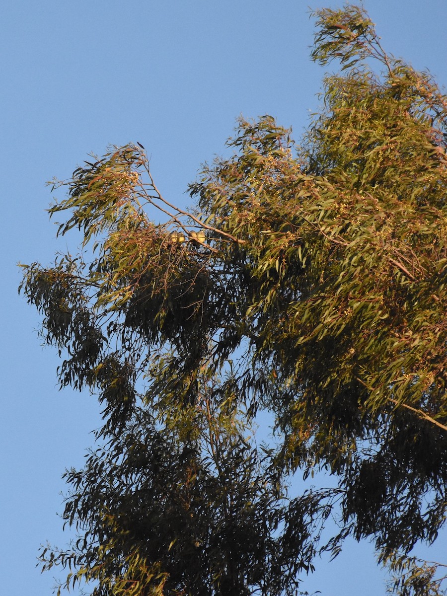 Cassin's Kingbird - ML620509584