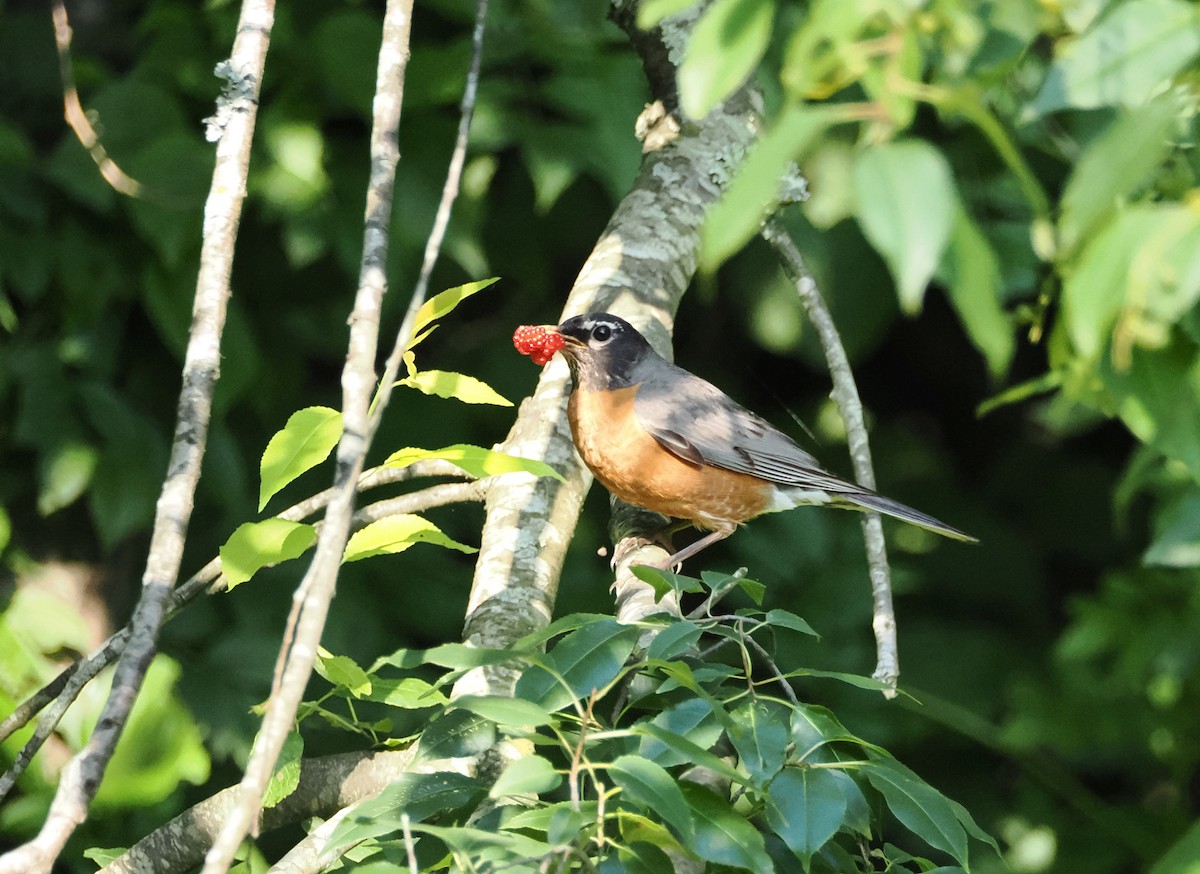 American Robin - ML620509585