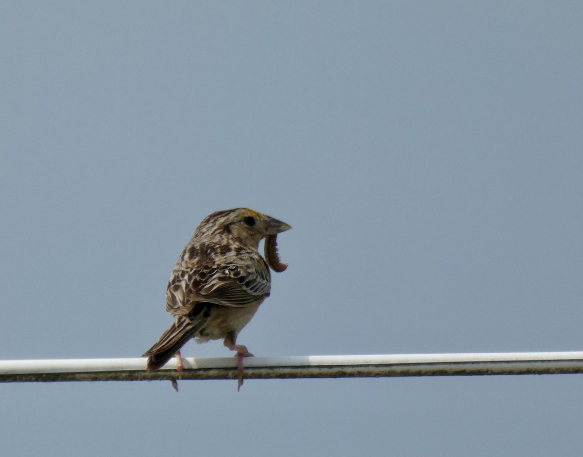 Grasshopper Sparrow - ML620509586