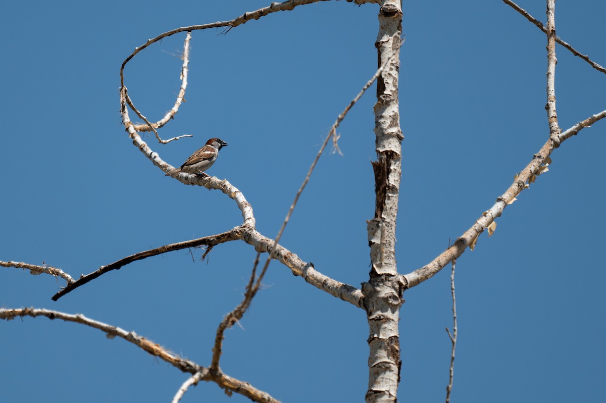 House Sparrow - ML620509591