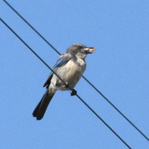 California Scrub-Jay - ML620509593