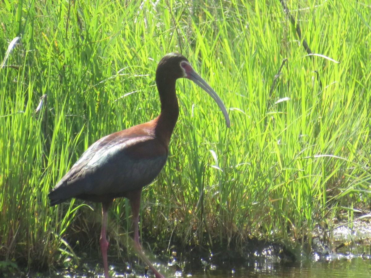 ibis americký - ML620509595
