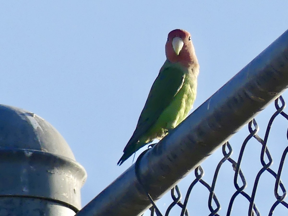 Rosy-faced Lovebird - ML620509596