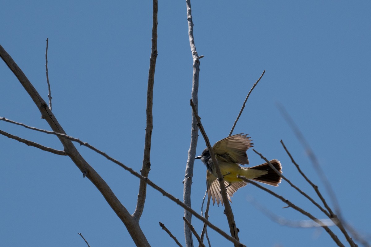 Cassin's Kingbird - ML620509599