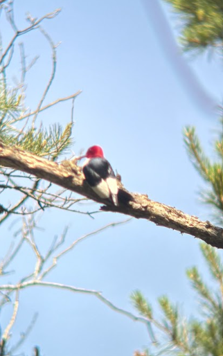 Red-headed Woodpecker - ML620509620