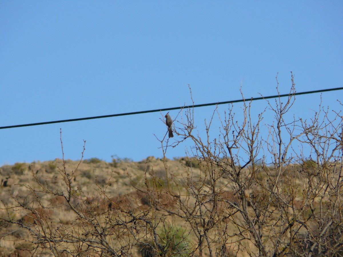 Cardinal pyrrhuloxia - ML620509623