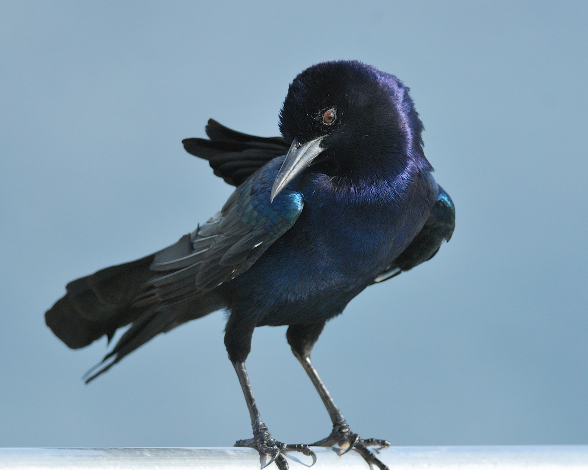 Boat-tailed Grackle - ML620509626